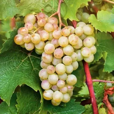 Виноград КРИСТАЛЛ в Сморгони