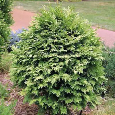 Туя ВАРЕАНА ЛЮТЕСЦЕНС западная в Сморгони