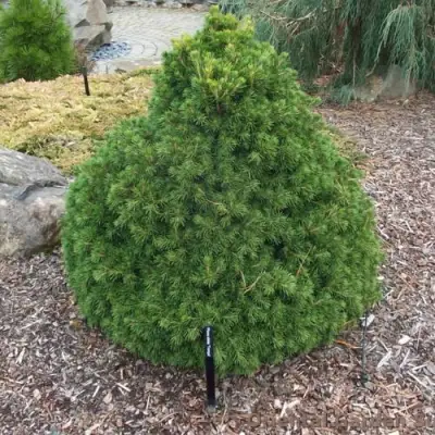 Ель ТОМПА обыкновенная в Сморгони