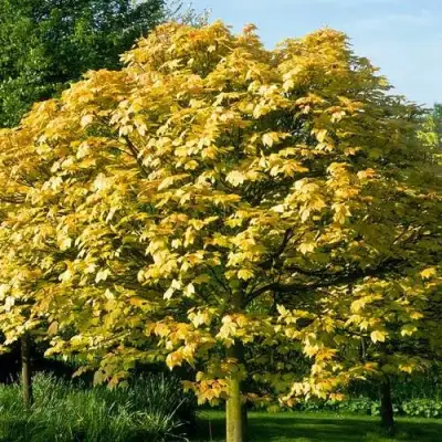 Клен ложноплатановый в Сморгони