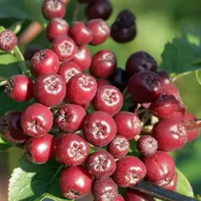 Рябина БУРКА сладкоплодная в Сморгони