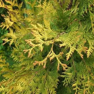 Туя ГОЛДЕН БРАБАНТ западная в Сморгони
