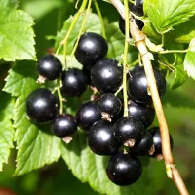 Смородина чёрная ПАМЯТЬ ВАВИЛОВА в Сморгони