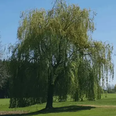 Ива белая в Сморгони