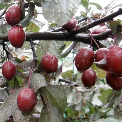 Слива НИГРА растопыреная в Сморгони