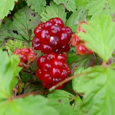 саженцы княженики