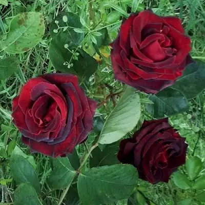 Роза ПАПА МЕЙЯН чайно-гибридная в Сморгони