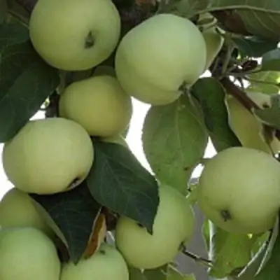 Яблоня ПАПИРОВКА в Сморгони