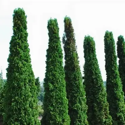 Туя ДЕГРУТ СПАЙР западная в Сморгони