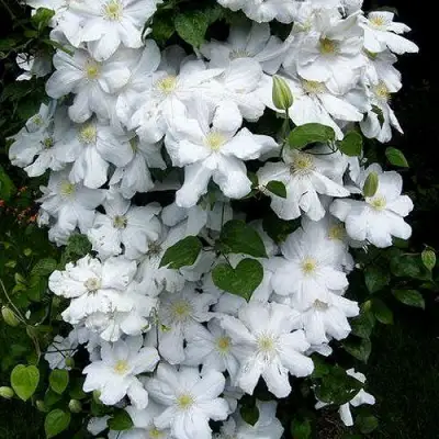 Клематис ТОКИ в Сморгони