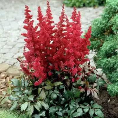 Астильба ГРАНАТ Арендса в Сморгони