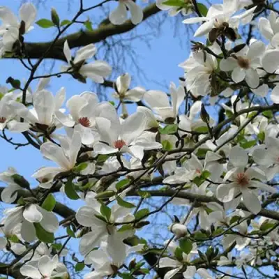 Магнолия АЛЬБА СУПЕРБА в Сморгони