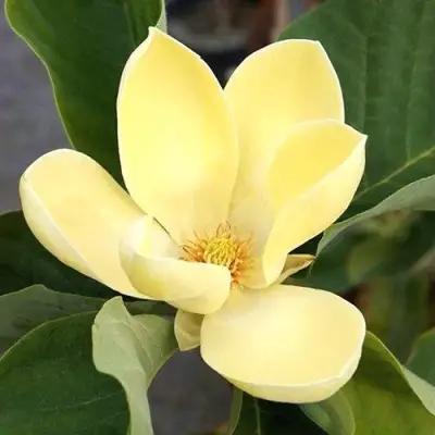 Магнолия ЕЛЛОУ ЛАНТЕРН в Сморгони