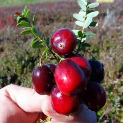 Клюква СТАНКОВИЧ в Сморгони