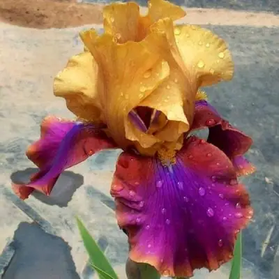 Ирис ГАЛА МАДРИД бородатый в Сморгони