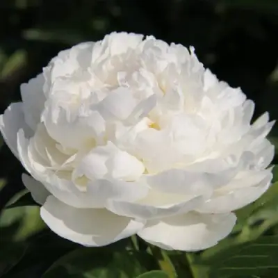 Пион СНЕЖНАЯ КРЕПОСТЬ древовидный в Сморгони