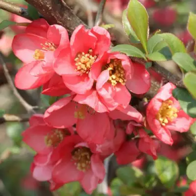 Айва ПИНК КВИН в Сморгони