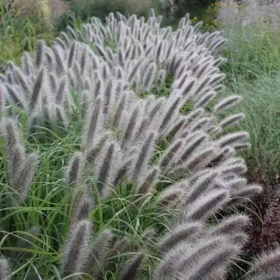 Пеннисетум БЛЭК БЬЮТИ в Сморгони