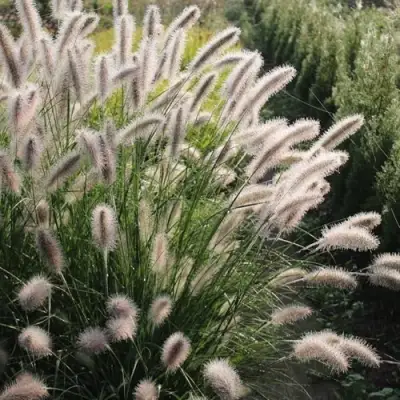 Пеннисетум ЛЕДИ Ю в Сморгони