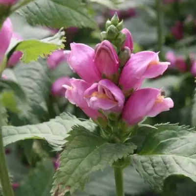 Хелоне КОСАЯ в Сморгони