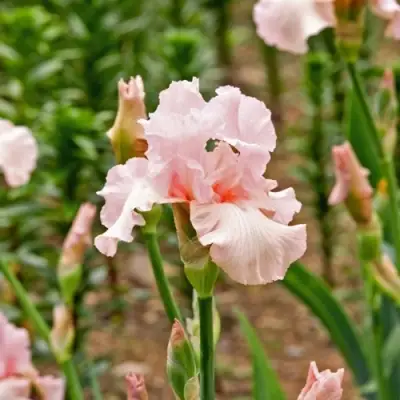 Ирис ПИНК ХОРАЙЗОН бородатый в Сморгони