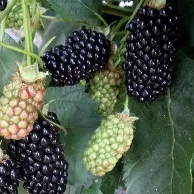 Ежевика ПРАЙМ АРК ФРИДОМ ремонтантная  в Сморгони