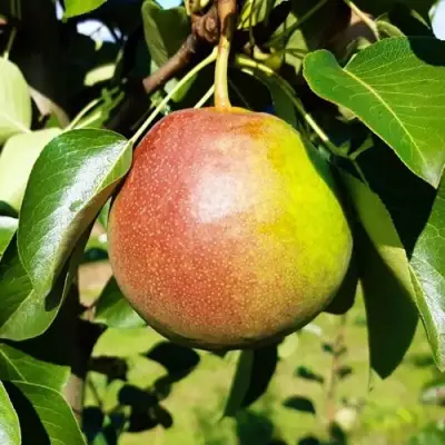 Груша КУПАЛА в Сморгони