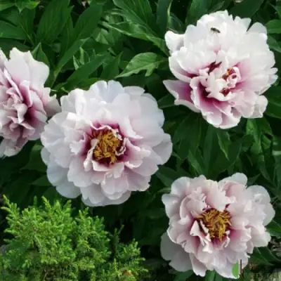 Пион КОРА ЛУИЗА ито-гибрид в Сморгони