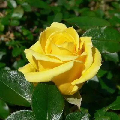 Роза ПАПИЛОН чайно-гибридная в Сморгони