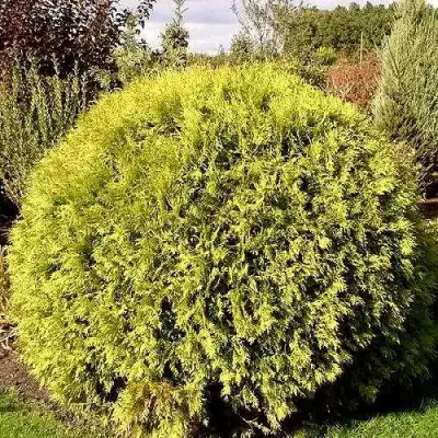 Туя ГЛОБОЗА АУРЕА западная в Сморгони