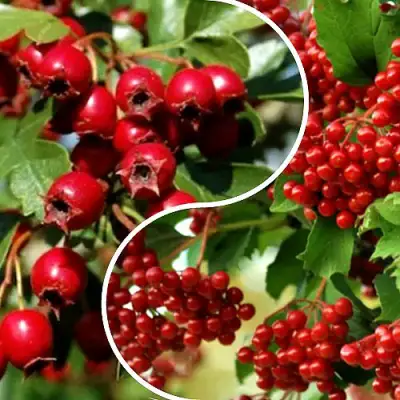 Комплект БУДЬ ЗДОРОВ в Сморгони