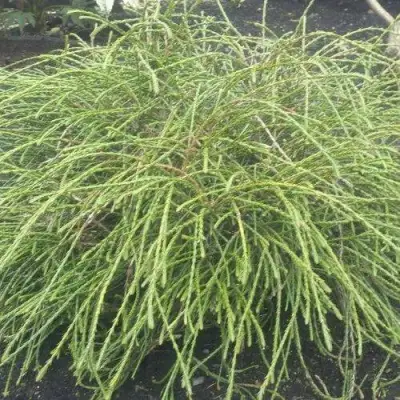 Туя ФИЛИФОРМИС   в Сморгони