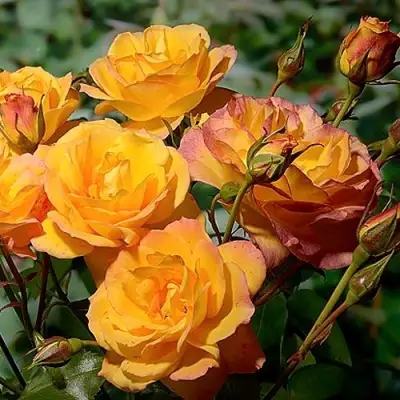 Роза САХАРА плетистая в Сморгони