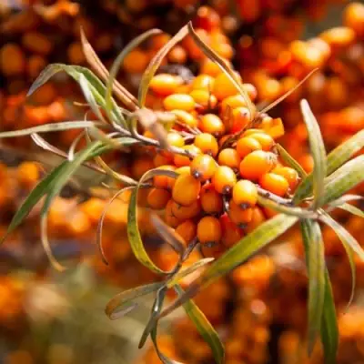 Облепиха ФИНСКАЯ в Сморгони