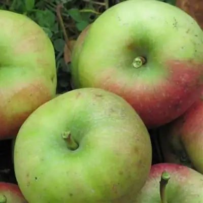 Яблоня ПАМЯТЬ СИКОРЫ в Сморгони