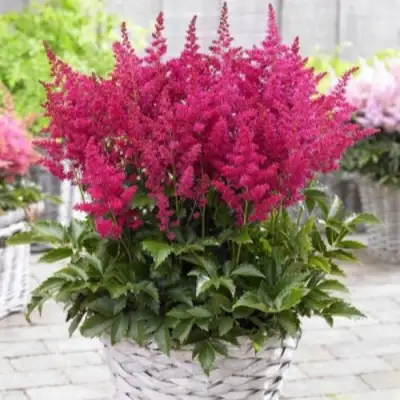 Астильба ЛАКИ ДЕЙ Арендса в Сморгони