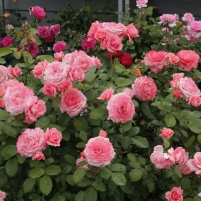 Роза ИНСТИТУТ ЛЮМЬЕР шраб в Сморгони