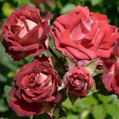 Роза ТИРАМИСУ спрей в Сморгони