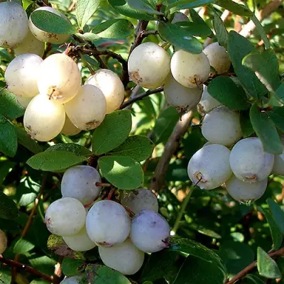 Голубика СНЕГУРОЧКА в Сморгони