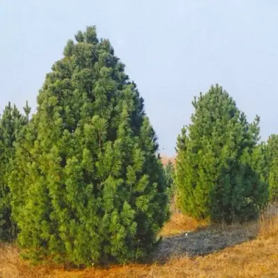 Сосна черная ПИРАМИДАЛИС в Сморгони