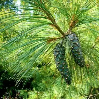 Сосна гриффита в Сморгони