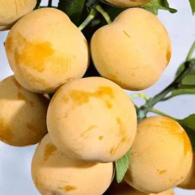 Слива РЕНКЛОД ранний в Сморгони