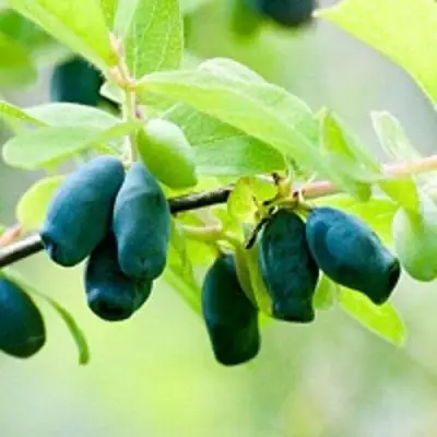 Жимолость съедобная АМФОРА в Сморгони