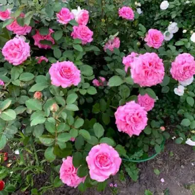 Роза ЭШЛИ чайно-гибридная в Сморгони