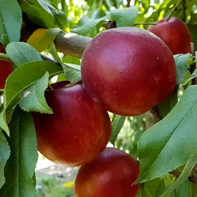 Нектарин ФАНТАЗИЯ в Сморгони