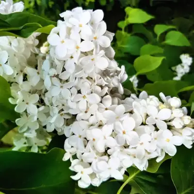 Сирень МАЛЕНЬКИЙ ПРИНЦ в Сморгони