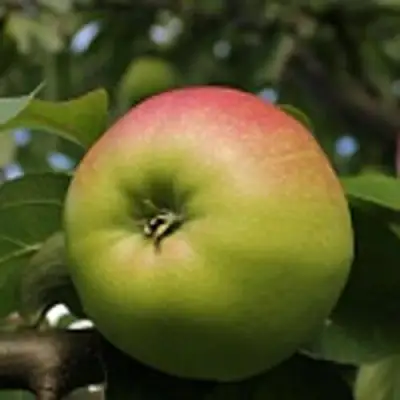 Яблоня СОКОЛОВСКОЕ стелющаяся в Сморгони