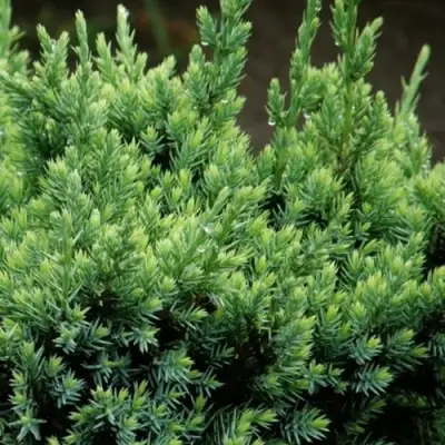 Можжевельник ХОЛГЕР чешуйчатый в Сморгони