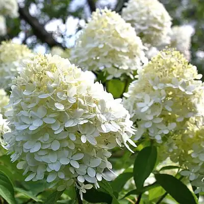 Гортензия БОМБШЕЛ метельчатая в Сморгони