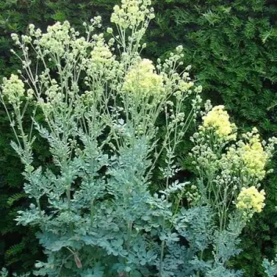 Василистник ГЛАУКУМ желтый в Сморгони